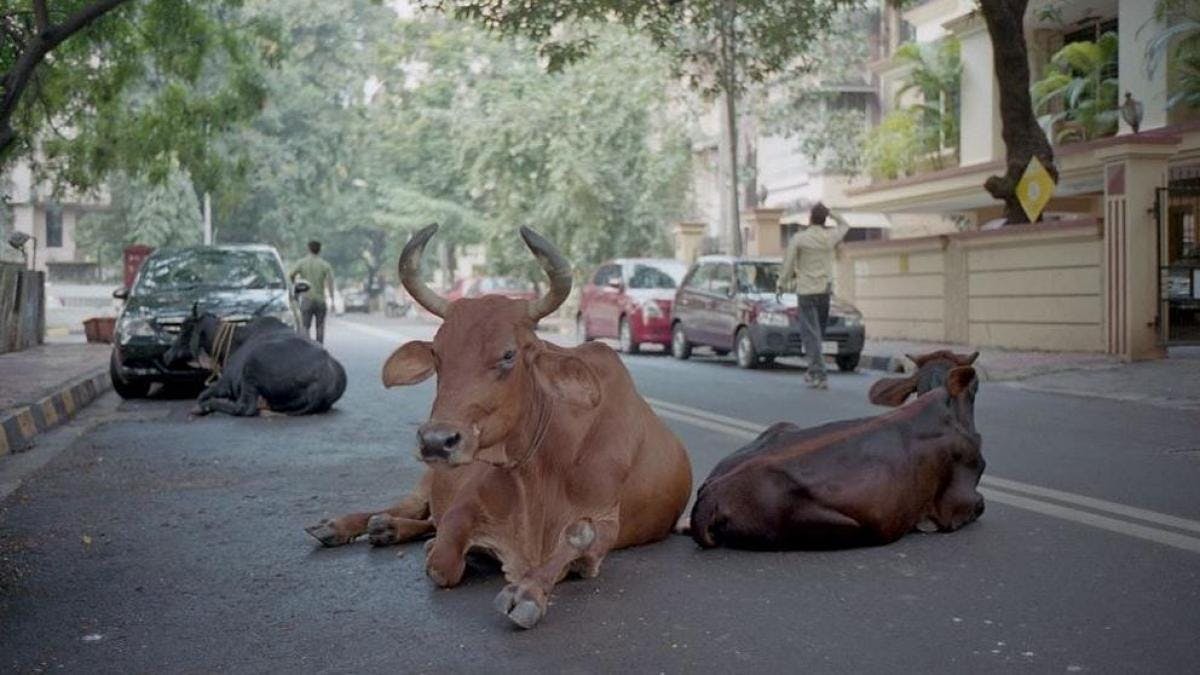 Vacas India